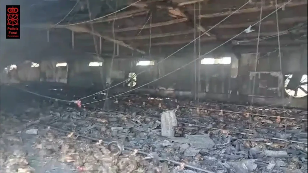 Tragedia en explotación avícola de Villafranca: más de 10.000 pollos mueren tras un devastador incendio. Impacto del incendio en la explotación avícola